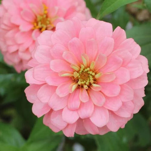 Pastel Mix Zinnia Flower Seeds for Planting – Heirloom, Non-GMO, Long Bloom Organic Garden Seeds