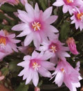 Hatiora Flower Seeds for Planting – Heirloom, Non-GMO, High Germination Organic Garden Seeds