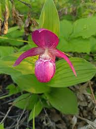 Purple Cypripedium Macranthos Flower Seeds for Planting – Heirloom, Non-GMO, High Germination Organic Garden Seeds
