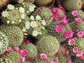 Mixed Mammillaria Flower Seeds for Planting – Heirloom, Non-GMO, High Germination Garden Seeds