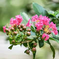 Crape Myrtle Flower Seeds for Planting – Heirloom, Non-GMO Cut Flower Favorite Organic Garden Seeds