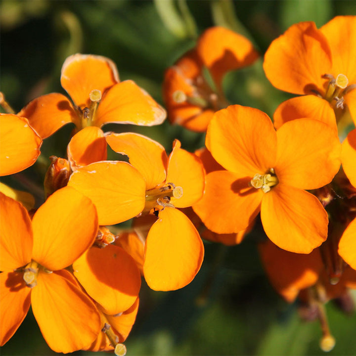 Flower Seeds, Seeds,Seeds For Planting,Plant Seeds