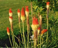 Red Yellow Kniphofia Flower Seeds for Planting – Heirloom, Non-GMO, High Germination Organic Garden Seeds