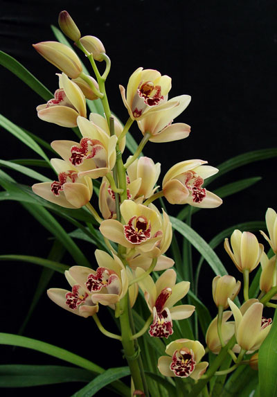 Cream Cymbidium Flower Seeds for Planting – Heirloom, Non-GMO, High Germination Organic Orchid Seeds