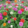 Mixed Zinnia Flower Seeds for Planting – Heirloom, Non-GMO, High Germination Organic Garden Seeds