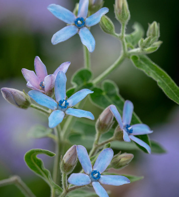 Flower Seeds, Seeds,Seeds For Planting,Plant Seeds