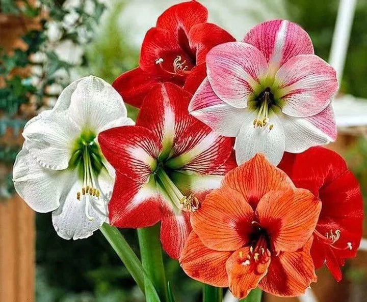 Mixed Flower Seeds for Planting – Heirloom, Non-GMO, High Germination Organic Garden Seeds