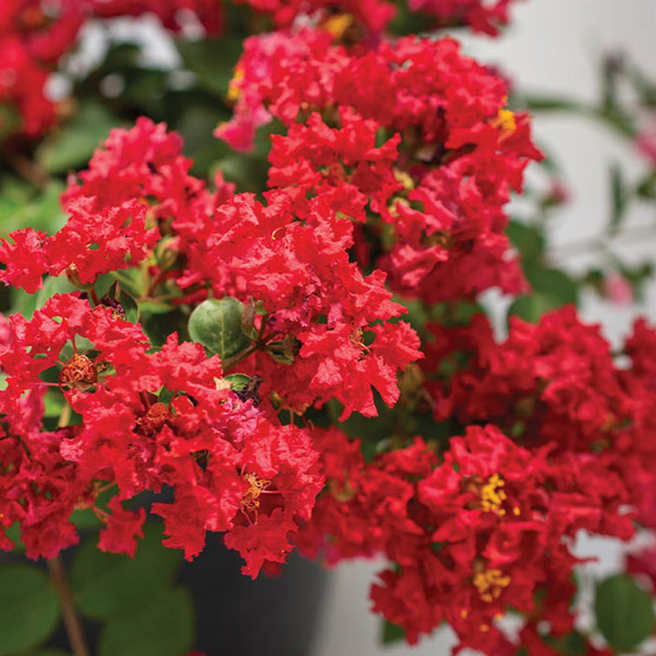 Flower Seeds, Seeds,Seeds For Planting,Plant Seeds