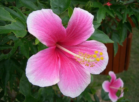 Flower Seeds, Seeds,Seeds For Planting,Plant Seeds
