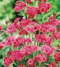 Red Ageratum Flower Seeds for Planting – Seasonal Bloomer Heirloom, Non-GMO, High Germination Garden Seeds