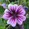 Casa Malva Flower Seeds for Planting – Heirloom, Non-GMO, High Germination Organic Garden Seeds