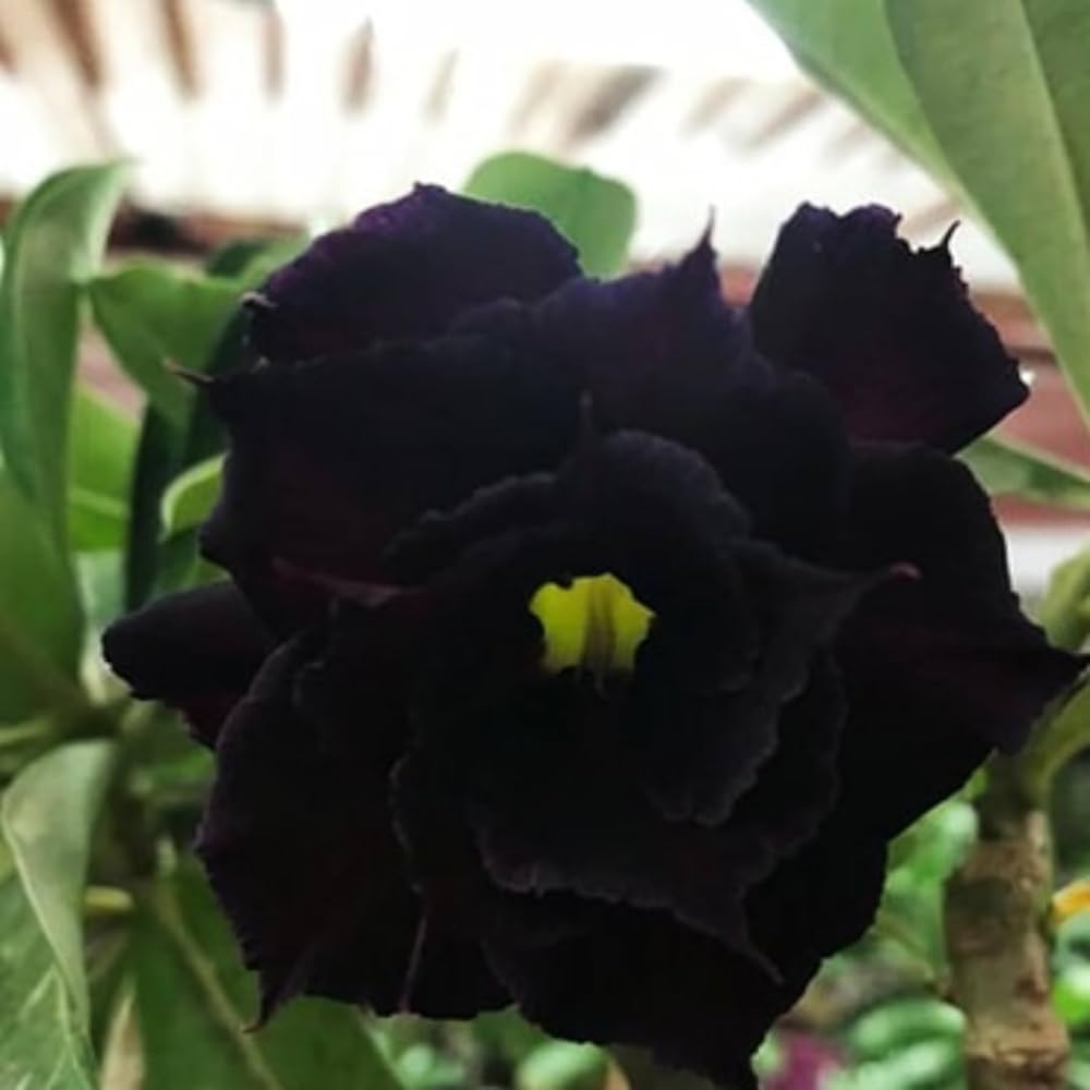 Flower Seeds, Seeds,Seeds For Planting,Plant Seeds