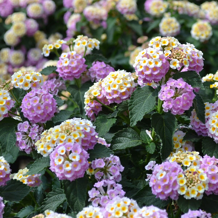 Flower Seeds, Seeds,Seeds For Planting,Plant Seeds