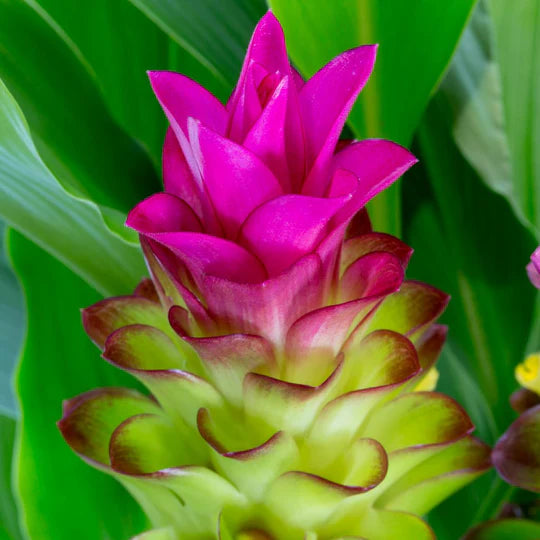 Pink Rhizoma Curcuma Flower Seeds for Planting – Heirloom, Non-GMO, High Germination Garden Seeds