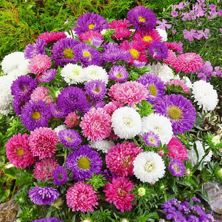 Heirloom China Aster Flower Seeds for Planting – Cottage Garden Essential, Non-GMO, Home Garden Seeds