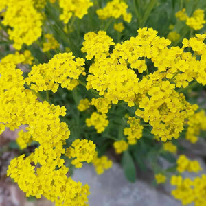 Flower Seeds, Seeds,Seeds For Planting,Plant Seeds