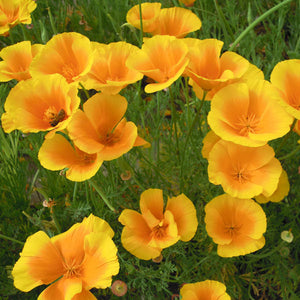 Flower Seeds, Seeds,Seeds For Planting,Plant Seeds