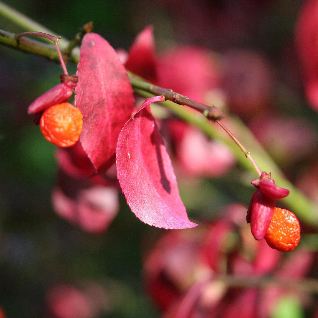 Flower Seeds, Seeds,Seeds For Planting,Plant Seeds