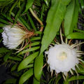 White Epiphyllum Oxypetalum Seeds – Heirloom, Non-GMO, Cottage Garden Essential