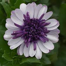 Flower Seeds, Seeds,Seeds For Planting,Plant Seeds