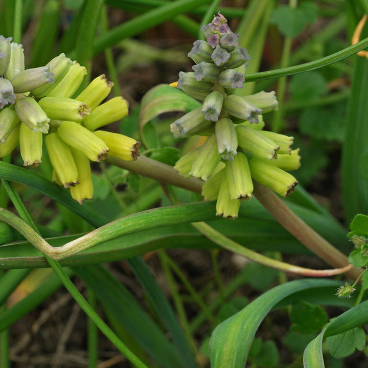 Flower Seeds, Seeds,Seeds For Planting,Plant Seeds