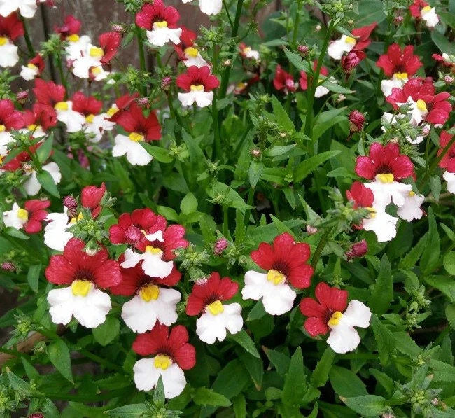 Flower Seeds, Seeds,Seeds For Planting,Plant Seeds