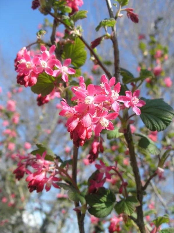 Pink Ribes Sanguineum Flower Seeds for Planting – Heirloom, Non-GMO, High Germination Organic Garden Seeds