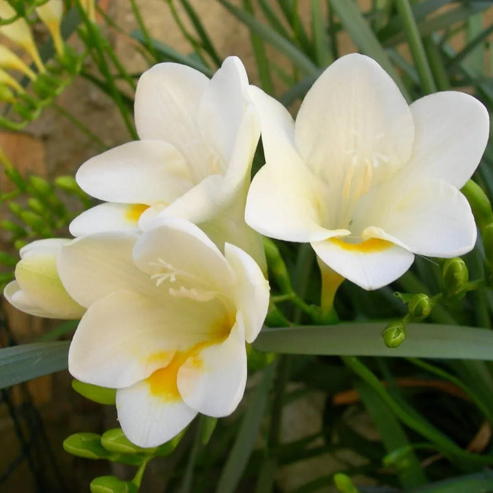 Flower Seeds, Seeds,Seeds For Planting,Plant Seeds