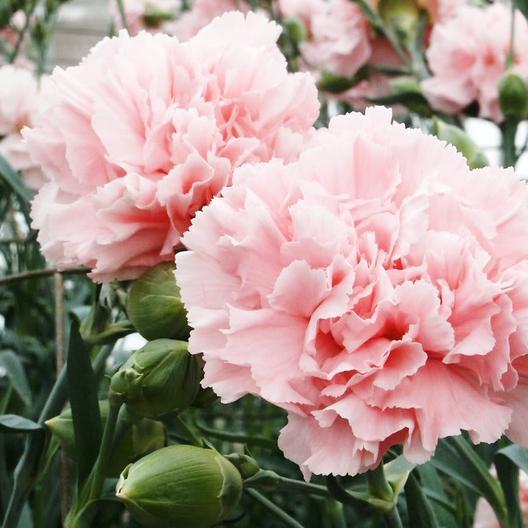 Light Pink Caryophyllus Flower Seeds for Planting – Bright Blooms, Heirloom, Non-GMO, High Germination Organic Garden Seeds
