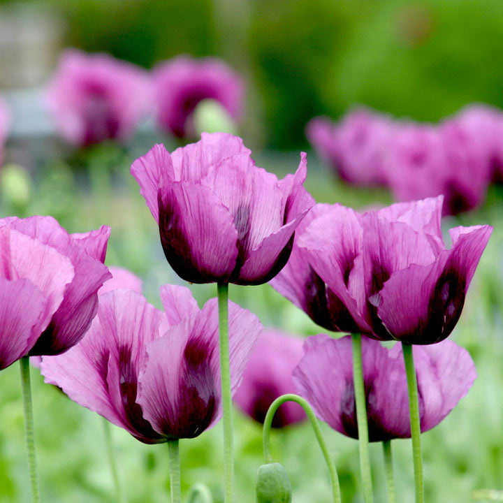 Flower Seeds, Seeds,Seeds For Planting,Plant Seeds