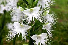 White Egret Flower Seeds for Planting – Heirloom, Non-GMO Drought-Tolerant Organic Garden Seeds