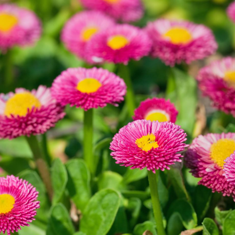 Flower Seeds, Seeds,Seeds For Planting,Plant Seeds