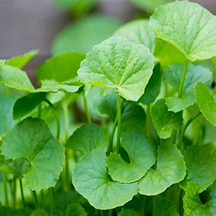 Flower Seeds, Seeds,Seeds For Planting,Plant Seeds