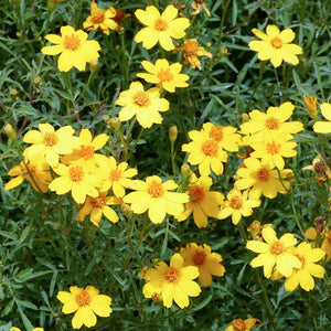 Flower Seeds, Seeds,Seeds For Planting,Plant Seeds