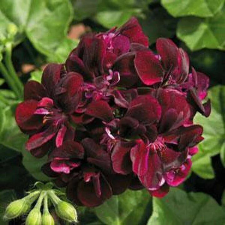 Dark Burgundy Geranium Flower Seeds for Planting – Heirloom, Non-GMO, High Germination Organic Garden Seeds