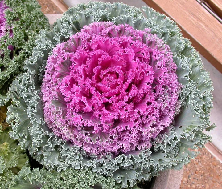 Purple Kale Flower Seeds for Planting – Easy-Grow Heirloom, Non-GMO, High Germination Garden Seeds