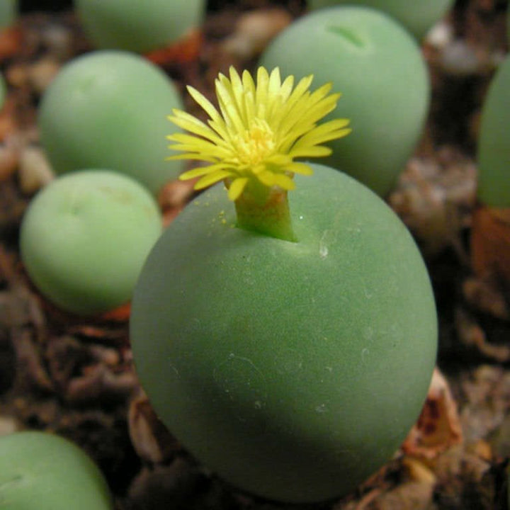 Flower Seeds, Seeds,Seeds For Planting,Plant Seeds