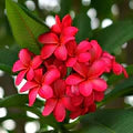 Red Frangipani Flower Seeds for Planting – Heirloom, Non-GMO, High Germination Organic Garden Seeds