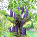Purple Abies Flower Seeds for Planting – Heirloom, Non-GMO, High Germination Organic Garden Seeds