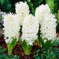 White Hyacinthus Orientalis Flower Seeds for Planting – Heirloom, Non-GMO, High Germination Garden Seeds