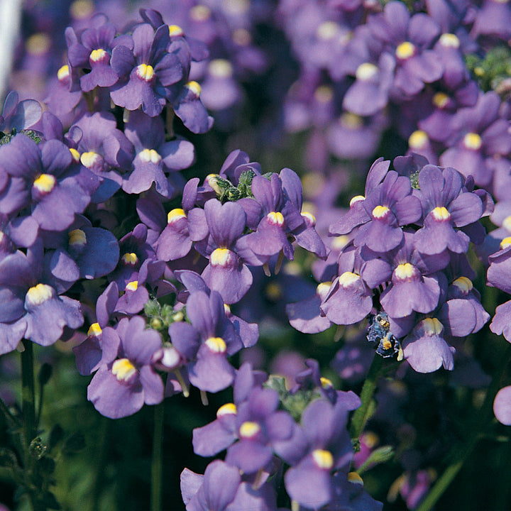 Flower Seeds, Seeds,Seeds For Planting,Plant Seeds