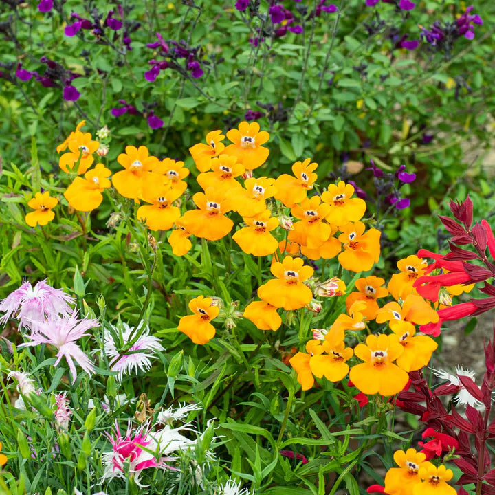Nemesia Flower Seeds for Planting – Perfect for Borders, Heirloom, Non-GMO, High Germination Organic Garden Seeds