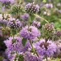 Purple Pennyroyal Flower Seeds for Planting – Heirloom, Non-GMO, High Germination Organic Garden Seeds