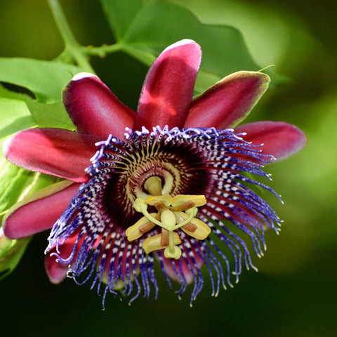 Flower Seeds, Seeds,Seeds For Planting,Plant Seeds