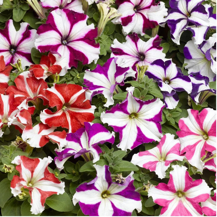 Flower Seeds, Seeds,Seeds For Planting,Plant Seeds