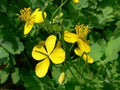 Celidonia Flower Seeds for Planting – Low Maintenance Heirloom, Non-GMO, High Germination Garden Seeds