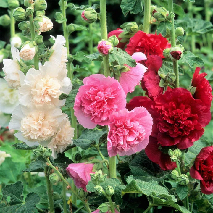 Flower Seeds, Seeds,Seeds For Planting,Plant Seeds