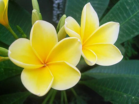 Yellow White Egg Flower Seeds for Planting – Heirloom, Non-GMO, High Germination Garden Seeds