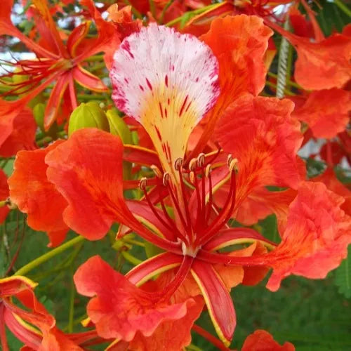 Flower Seeds, Seeds,Seeds For Planting,Plant Seeds