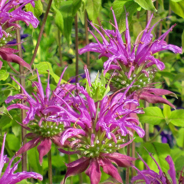 Flower Seeds, Seeds,Seeds For Planting,Plant Seeds
